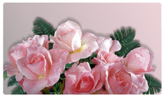 DNSEMP C 064 Bouquet Of Roses Pink